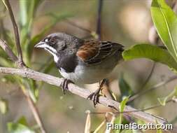 Image of Peucaea Audubon 1839