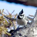 Image of Bridled Titmouse