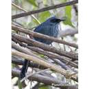Image of Blue Mockingbird