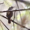 Image of Banded Wren