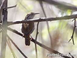 Image of Thryophilus Baird & SF 1864