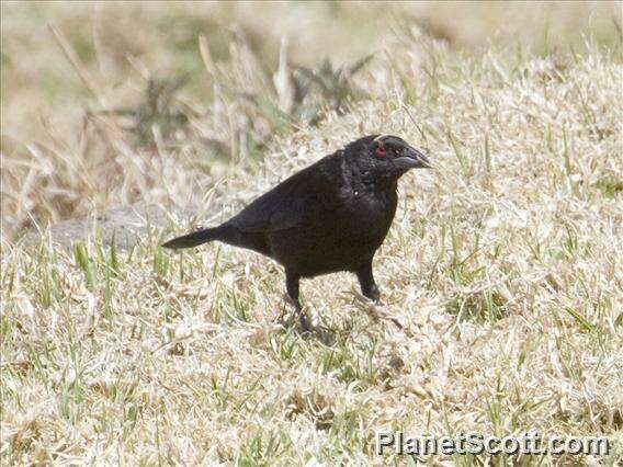 Image of Cowbird