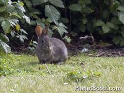 Image of Cottontail rabbit