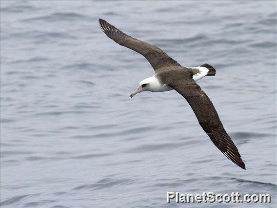 Image of North Pacific albatross