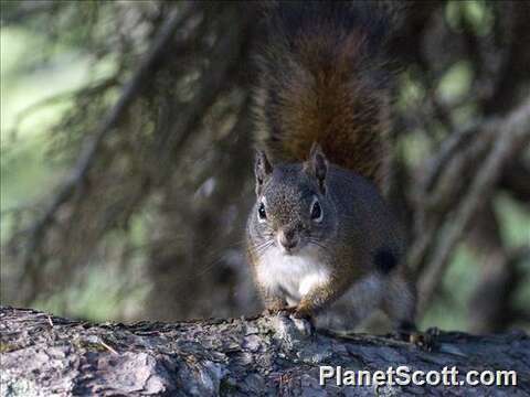 Image of pine squirrel