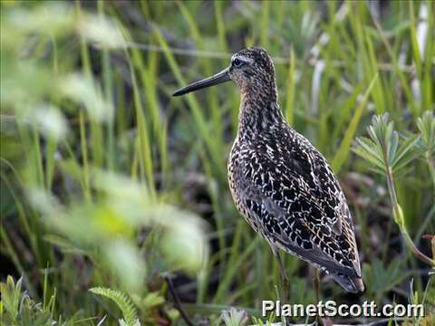 Image of Dowitcher