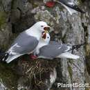 Image of Red-legged Kittiwake