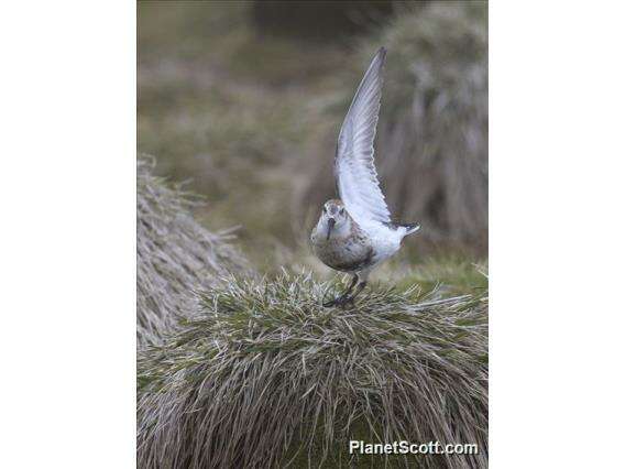 Image de Calidris Merrem 1804