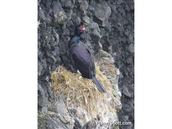 Image of Red-faced Cormorant