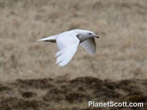 Image of Larus Linnaeus 1758