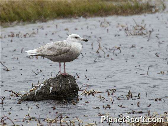 Image of Larus Linnaeus 1758