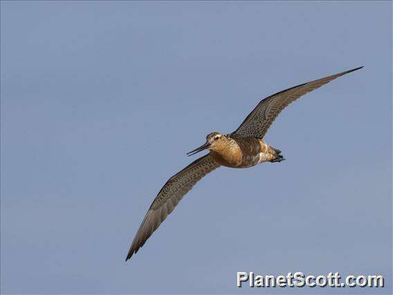 Image of Limosa Brisson 1760