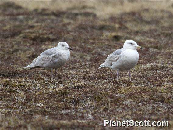 Image of Larus Linnaeus 1758