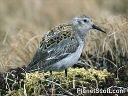 Image de Calidris Merrem 1804