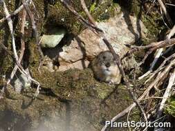 Image of True lemming