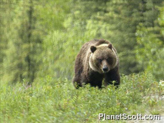 Image of Ursus Linnaeus 1758