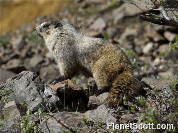 Image of Marmot