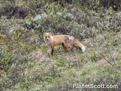 Image of Foxes