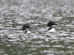 Image of loons