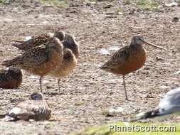 Image of Limosa Brisson 1760