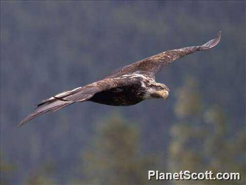 Image of Sea eagles