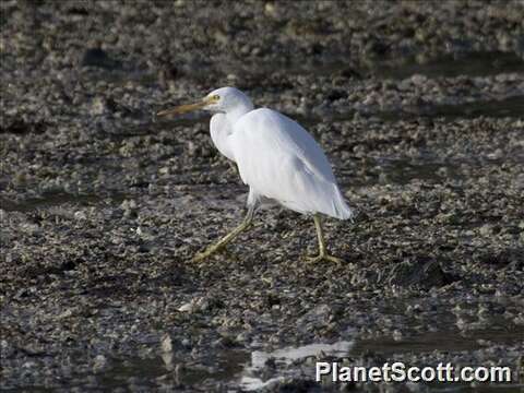 Image of Egretta Forster & T 1817