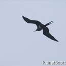 Image of Lesser Frigatebird