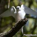Image of Angel Tern