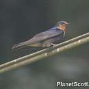 Image of Pacific Swallow