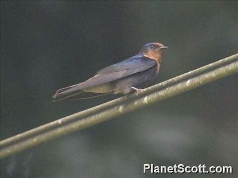 Image of Hirundo Linnaeus 1758