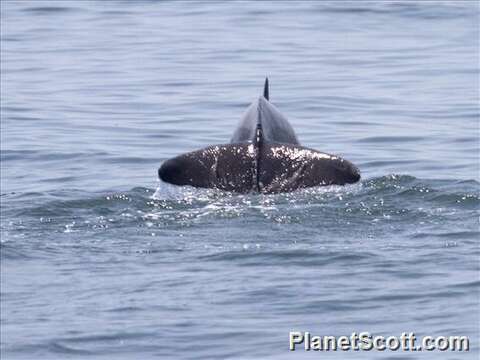 Image of Bottlenose Dolphin