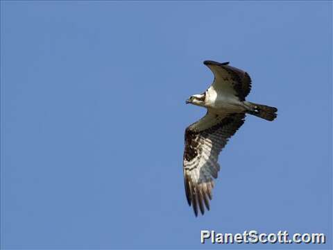 Image of ospreys