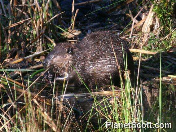 Image of beavers, gophers, kangaroo rats, pocket mice, and relatives