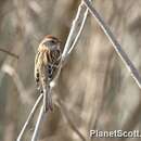 Image of American Tree Sparrow