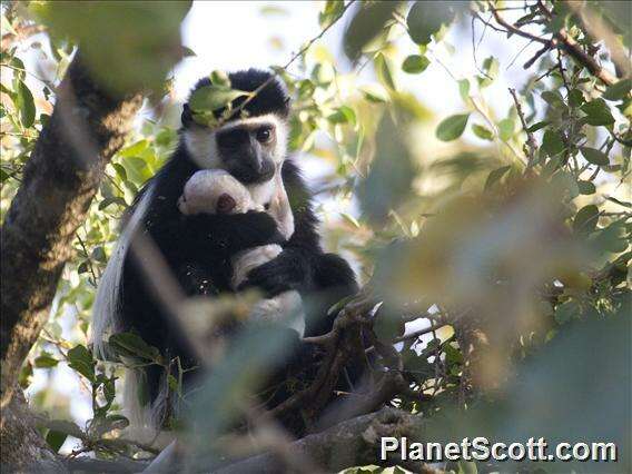 Image of Black-and-white Colobus Monkeys