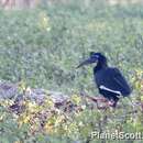 Image of Abyssinian Ground Hornbill