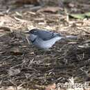 Image of Mountain Wagtail