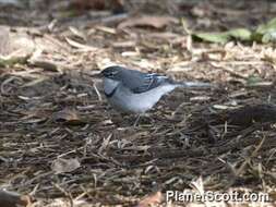 Image of Mountain Wagtail