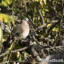 Image of Blue-spotted Dove