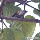 Image of Lesser Honeyguide