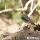 Image of African Thrush