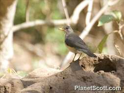 Image of African Thrush