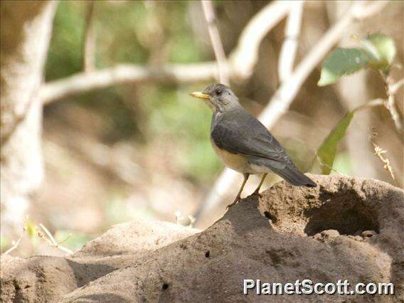 Image of African Thrush