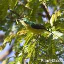 Image of Collared Sunbird