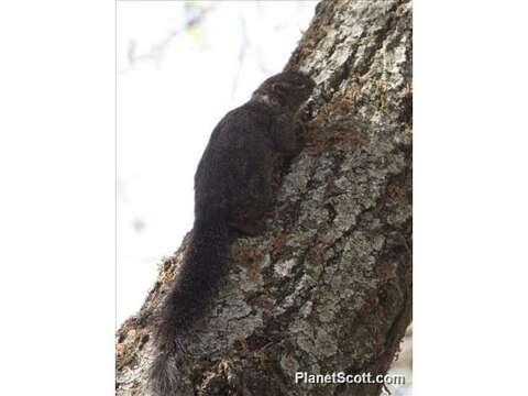 Image de Heliosciurus Trouessart 1880