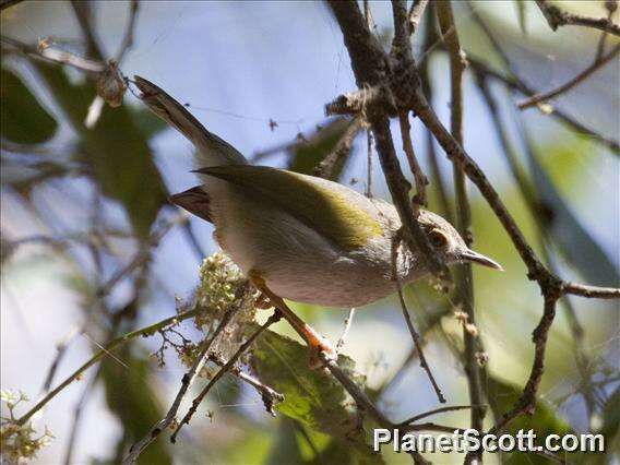 Image of Camaroptera Sundevall 1850