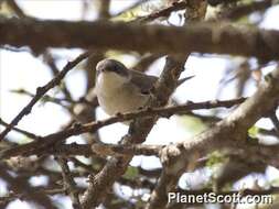 Image of Typical warblers