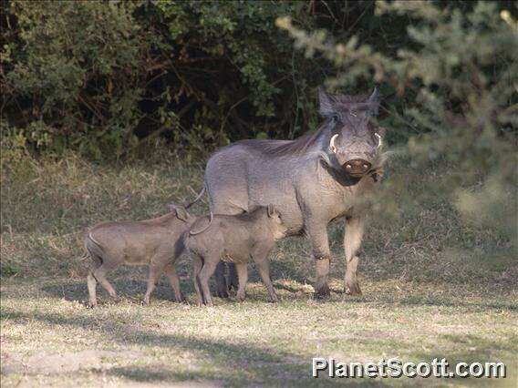 Image of Warthogs