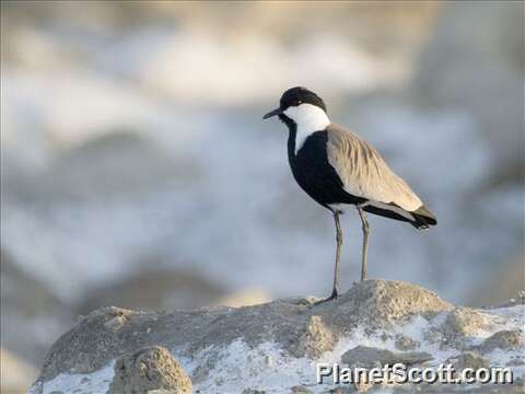 Image of Lapwing