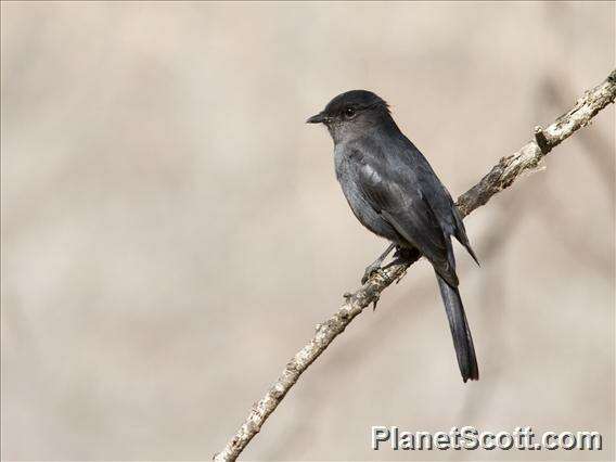 Image de Melaenornis Gray & GR 1840